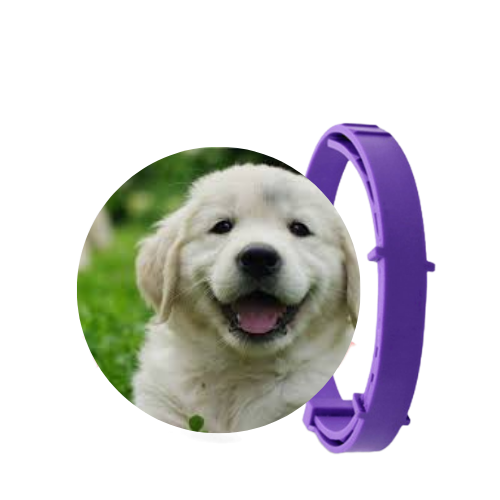 SafePet - Colar Anti Pulgas e Carrapatos