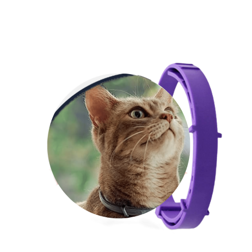 SafePet - Colar Anti Pulgas e Carrapatos